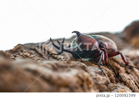 かぶと虫 カブトムシ かぶと虫 カブトムシ 120092399