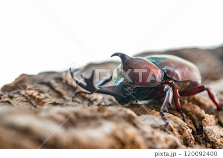 かぶと虫 カブトムシ かぶと虫 カブトムシ 120092400