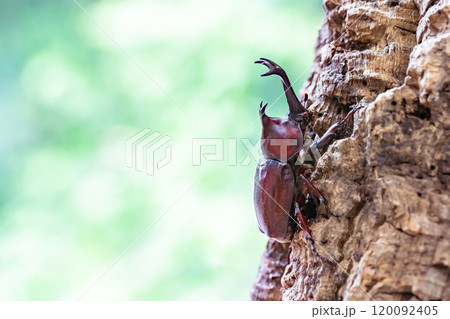 かぶと虫 カブトムシ かぶと虫 カブトムシ 120092405
