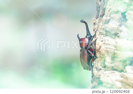 かぶと虫 カブトムシ かぶと虫 カブトムシ 120092408