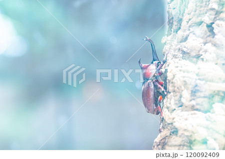 かぶと虫 カブトムシ かぶと虫 カブトムシ 120092409