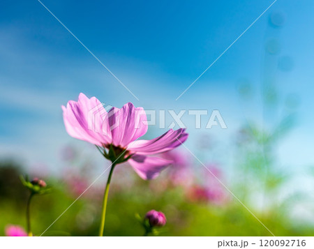 ピンク色のコスモスの花06 ピンク色のコスモスの花06 120092716