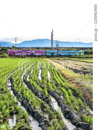 田園の中を走る近江鉄道 紫と青のラッピング列車 田園の中を走る近江鉄道 紫と青のラッピング列車 120092900
