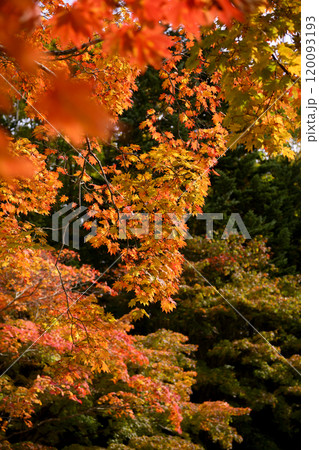 真っ赤な紅葉 真っ赤な紅葉 120093193