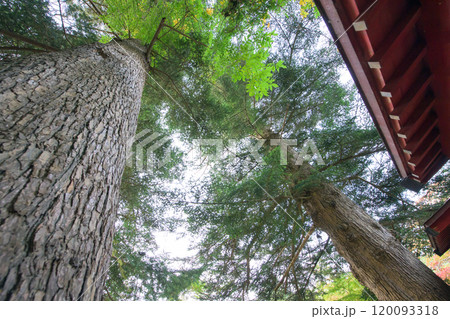 対植えの樅ノ木　天然記念物　中野神社　青森県黒石市 120093318