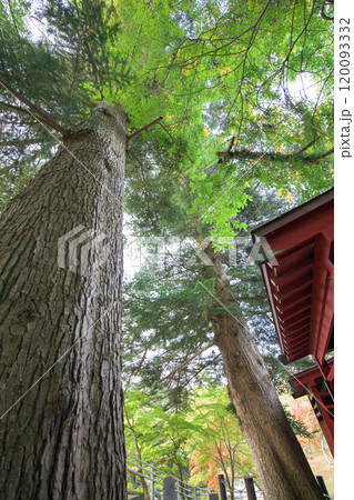 対植えの樅ノ木　天然記念物　中野神社　青森県黒石市 120093332