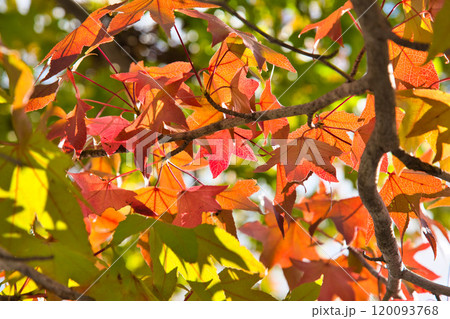 紅葉を迎えた市立美術館 紅葉を迎えた市立美術館 120093768