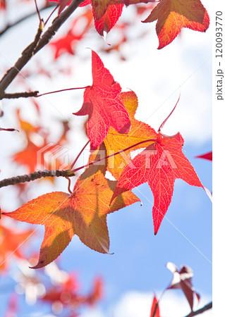 紅葉を迎えた市立美術館 紅葉を迎えた市立美術館 120093770