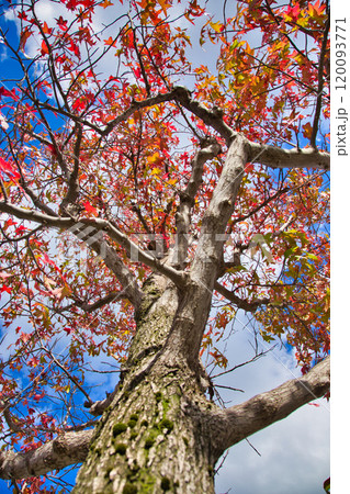 紅葉を迎えた市立美術館 紅葉を迎えた市立美術館 120093771