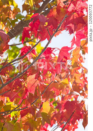 紅葉を迎えた市立美術館 紅葉を迎えた市立美術館 120093772