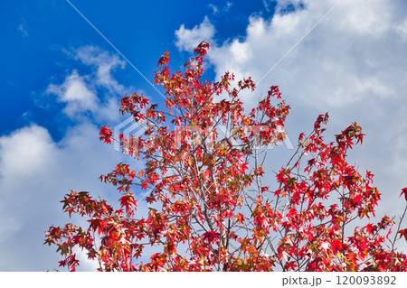 紅葉を迎えた市立美術館 120093892