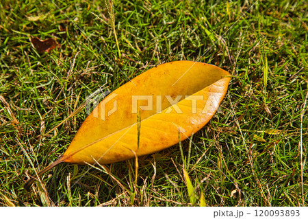 紅葉を迎えた市立美術館 120093893