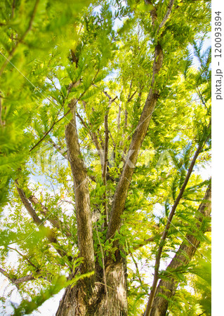 紅葉を迎えた市立美術館 120093894