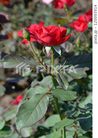 バラ(レッドキャップ) バラ(レッドキャップ) 120093914
