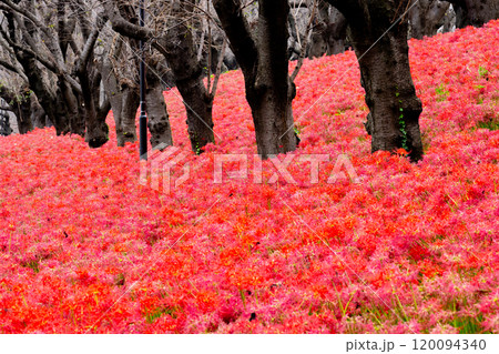 埼玉県幸手市内国府間　県営権現堂公園の曼珠沙華（彼岸花）　並木の斜面を埋める一面の赤い花 120094340
