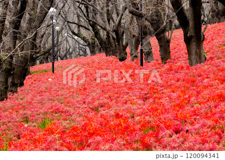 埼玉県幸手市内国府間　県営権現堂公園の曼珠沙華（彼岸花）　並木の斜面を埋める一面の赤い花 120094341