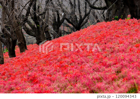 埼玉県幸手市内国府間　県営権現堂公園の曼珠沙華（彼岸花）　並木の斜面を埋める一面の赤い花 120094343