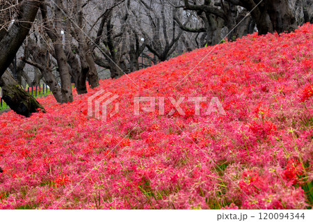 埼玉県幸手市内国府間 県営権現堂公園の曼珠沙華(彼岸花) 並木の斜面を埋める一面の赤い花 埼玉県幸手市内国府間 県営権現堂公園の曼珠沙華(彼岸花) 並木の斜面を埋める一面の赤い花 120094344