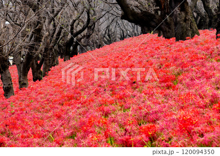 埼玉県幸手市内国府間 県営権現堂公園の曼珠沙華(彼岸花) 並木の斜面を埋める一面の赤い花 埼玉県幸手市内国府間 県営権現堂公園の曼珠沙華(彼岸花) 並木の斜面を埋める一面の赤い花 120094350