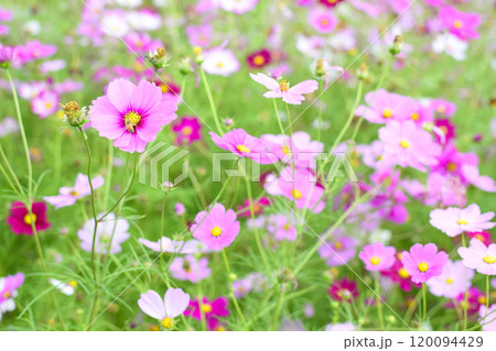 秋の花コスモス畑に咲くピンク色のコスモス 120094429