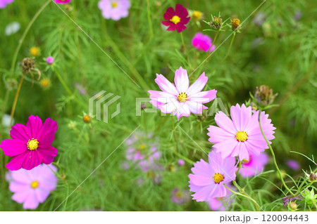 秋の花コスモス畑に咲くピンク色のコスモス 120094443