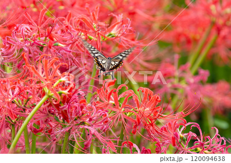 埼玉県幸手市内国府間　県営権現堂公園の一面の曼珠沙華（彼岸花）群生のなかを舞うアゲハチョウ 120094638