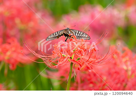 埼玉県幸手市内国府間 県営権現堂公園の一面の曼珠沙華(彼岸花)群生のなかを舞うアゲハチョウ 埼玉県幸手市内国府間 県営権現堂公園の一面の曼珠沙華(彼岸花)群生のなかを舞うアゲハチョウ 120094640