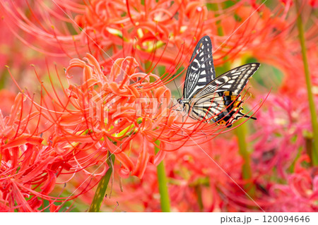 埼玉県幸手市内国府間　県営権現堂公園の一面の曼珠沙華（彼岸花）群生のなかを舞うアゲハチョウ 120094646