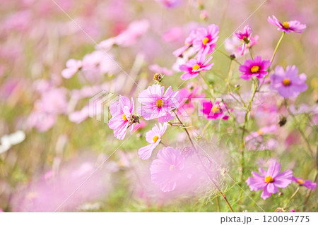 秋を告げるコスモス畑 120094775