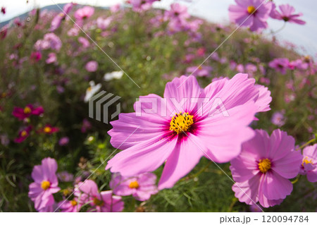 秋を告げるコスモス畑 120094784