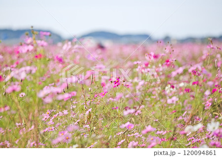 秋を告げるコスモス畑 120094861