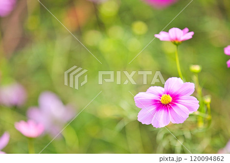秋を告げるコスモス畑 120094862
