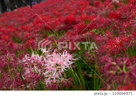 埼玉県幸手市内国府間　県営権現堂公園の曼珠沙華（彼岸花）　斜面を埋める一面の赤い花の中のピンク 120094971