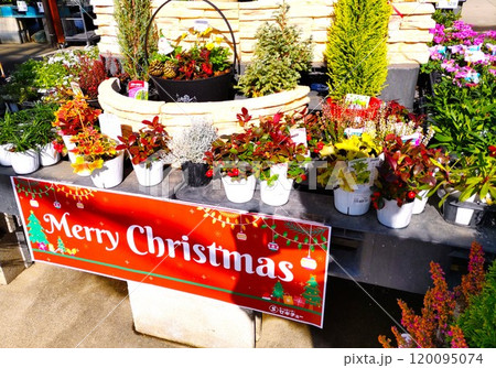 クリスマスフラワー クリスマスフラワー 120095074