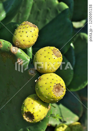 黄色く熟し始めたウチワサボテンの実(秋、十月) 黄色く熟し始めたウチワサボテンの実(秋、十月) 120095138