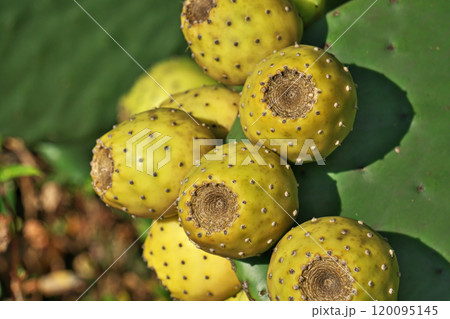 黄色く熟し始めたウチワサボテンの実(秋、十月) 黄色く熟し始めたウチワサボテンの実(秋、十月) 120095145