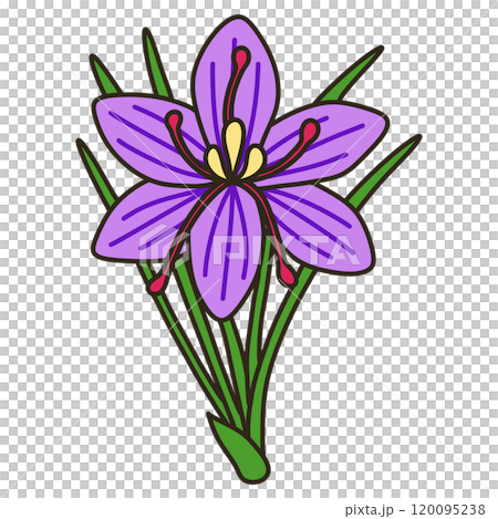 saffron saffron 120095238