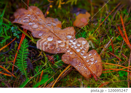 Dewy Drops Resting on Brown Leaves During the Beautiful and Enchanting Season of Autumns Wonderment Dewy Drops Resting on Brown Leaves During the Beautiful and Enchanting Season of Autumns Wonderment 120095247