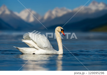 A graceful swan glides across the serene lake water in the mountains during a clear day A graceful swan glides across the serene lake water in the mountains during a clear day 120095296