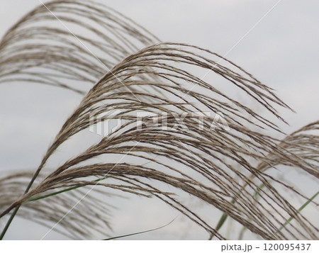 風に揺れるススキ 風に揺れるススキ 120095437