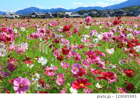藤原宮跡に咲コスモスの花 藤原宮跡に咲コスモスの花 120095993