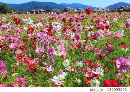 藤原宮跡に咲コスモスの花 藤原宮跡に咲コスモスの花 120095996