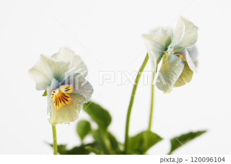 白背景で撮影した青のネモフィラのビオラの花 白背景で撮影した青のネモフィラのビオラの花 120096104