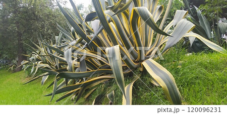 きれいに並ぶいくつものアガベ(メキシコ) きれいに並ぶいくつものアガベ(メキシコ) 120096231