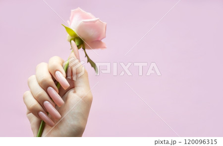 A woman holds a delicate pink rose with elegant long nails against a soft pink background 120096315