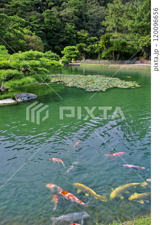 栗林公園・池と鯉（香川県・高松市） 120096656