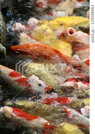 栗林公園・池と鯉（香川県・高松市） 120096661