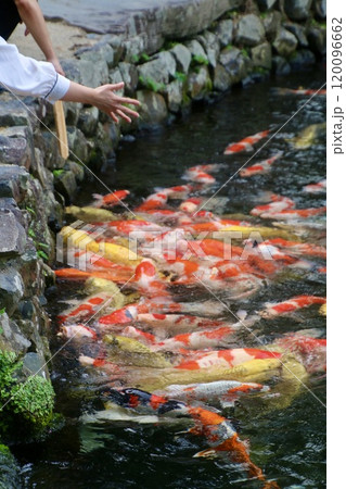 栗林公園・池と鯉(香川県・高松市) 栗林公園・池と鯉(香川県・高松市) 120096662