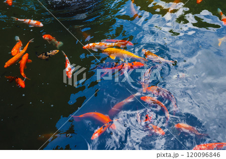 Colorful Japanese carp or Koi fishes swim in pond at a pagoda in Asia 120096846