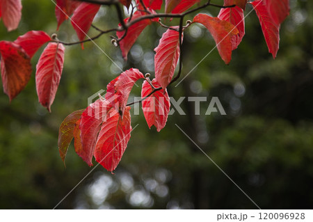 グリーンセンターの秋 グリーンセンターの秋 120096928